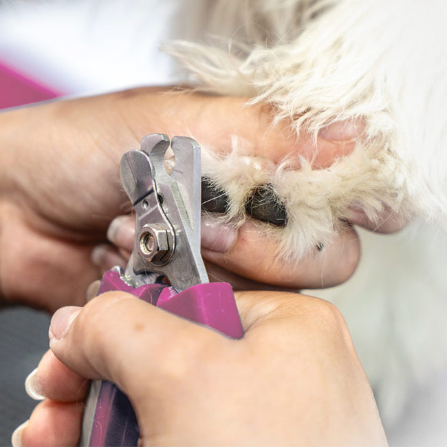 Κόψιμο νυχιών σκύλου και γάτας - Molly's Grooming, Βρυσούλα, Ιωάννινα