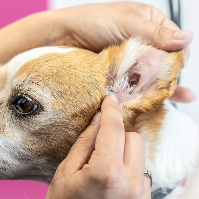 Καθαρισμός αυτιών σκύλου και γάτας - Molly's Grooming, Βρυσούλα, Ιωάννινα