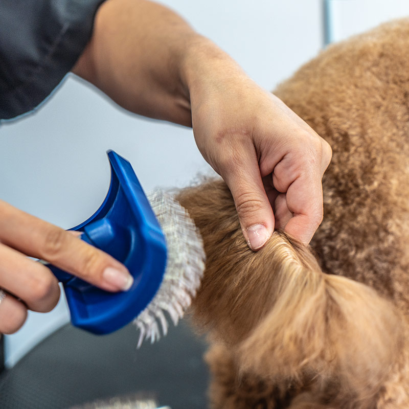 Χτένισμα σκύλου και γάτας - Molly's Grooming, Βρυσούλα, Ιωάννινα - Επαγγελματικές υπηρεσίες καλλωπισμού και περιποίησης κατοικιδίων